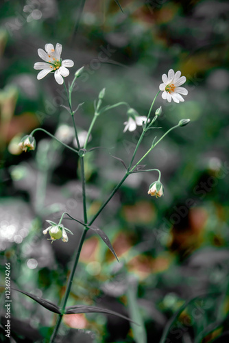 Stellaria Nemorum photo