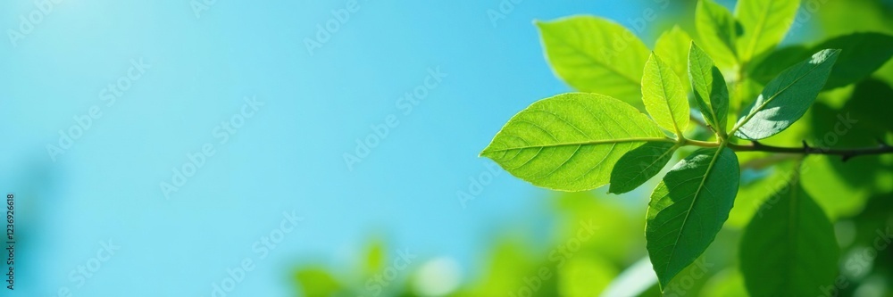 Fresh green leaves of Streblus asper against a bright blue sky background, leaves, forest Fresh green leaves of Streblus asper against a bright blue sky background, leaves, forest