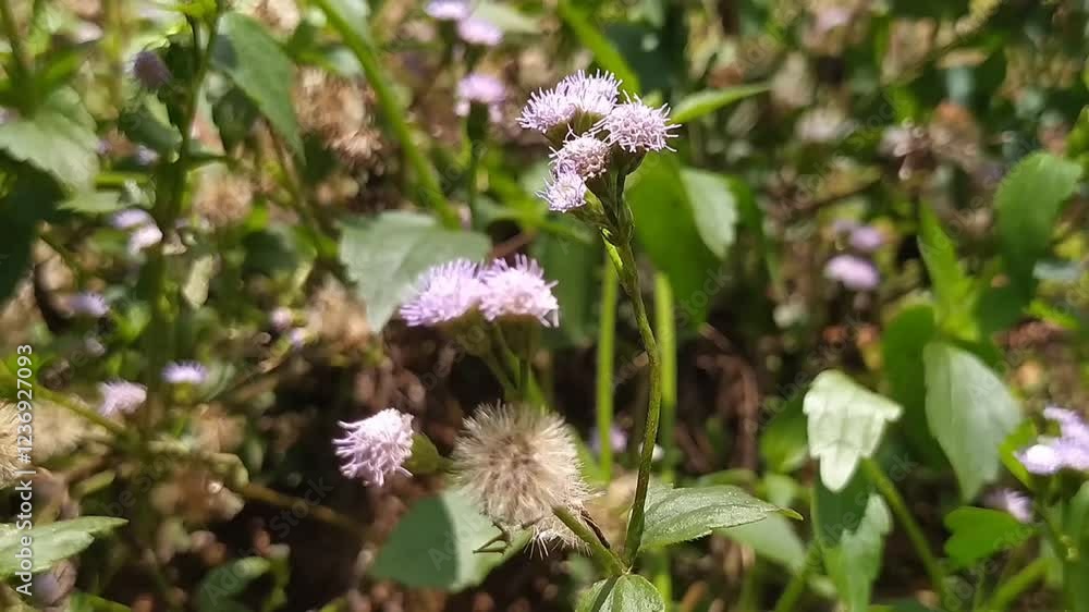 timelapse of purple dandelion flowers swaying in the wind timelapse of purple dandelion flowers swaying in the wind