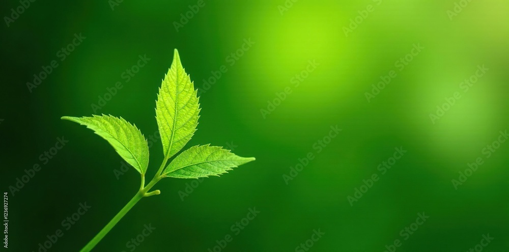 Freshly harvested daun sereh leaves on a green stem, greenery, plant, nature Freshly harvested daun sereh leaves on a green stem, greenery, plant, nature