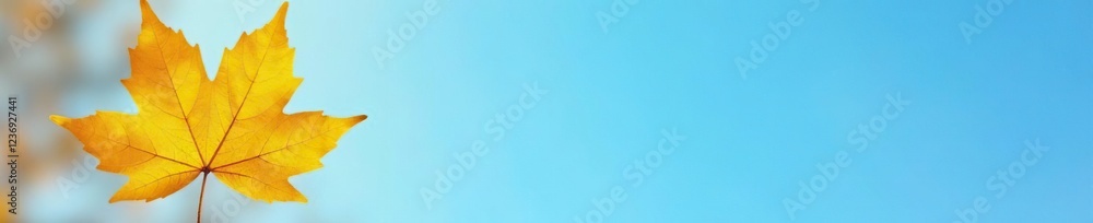 Single yellow autumn leaf placed against a clear blue sky background, natural, fall, clear Single yellow autumn leaf placed against a clear blue sky background, natural, fall, clear