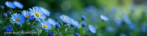 Low-growing bushy aster plant with blue flowers, blue blooms, , foliage