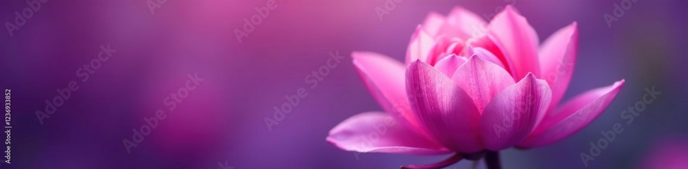 Delicate petals unfolding on purple background, garden, nature, flowerpower Delicate petals unfolding on purple background, garden, nature, flowerpower