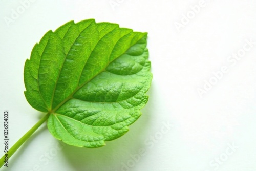 Delicate Antidesma bunius leaf veins on white background, plant, texture photo