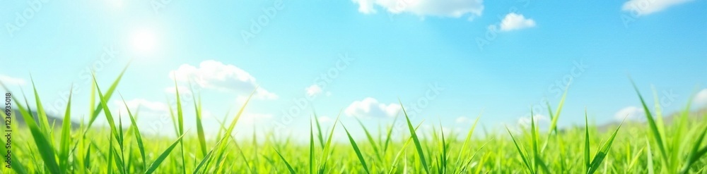 Soft focus of tall grasses against bright blue summer sky, spring, meadow grass Soft focus of tall grasses against bright blue summer sky, spring, meadow grass