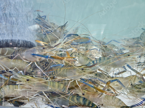 river prawn living in a water tank.	
 photo