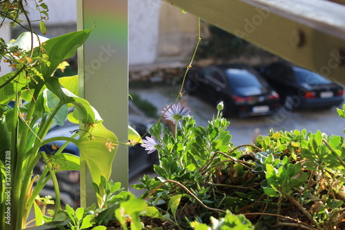 Sunlit Balcony Garden with Blooming Purple Flowers in an Urban Setting