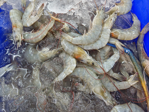 fresh white shrimps on ice for sale photo