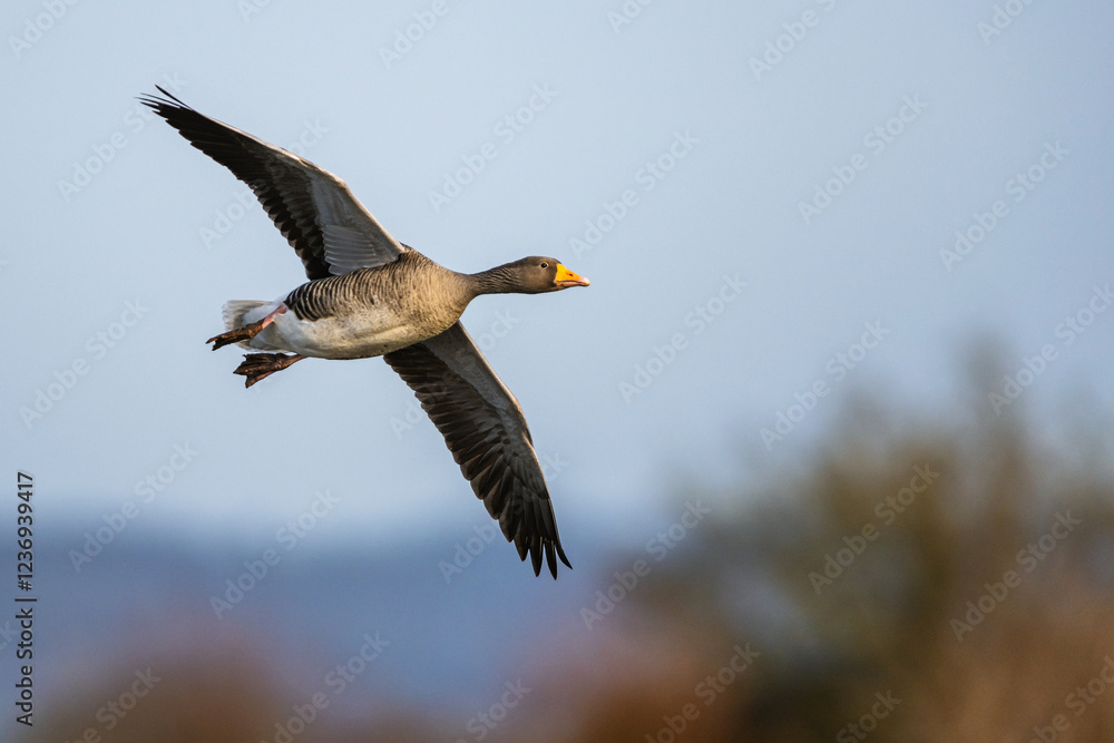 Greylag Goose, Anser anser, bird in flight over winter marshes Greylag Goose, Anser anser, bird in flight over winter marshes