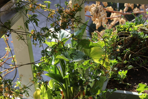 Sunlit Balcony Garden with Blooming Purple Flowers in an Urban Setting