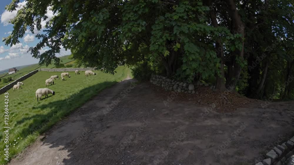 shaded country path lined with lush green trees shaded country path lined with lush green trees