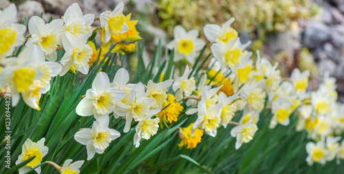 beautiful yellow daffodils blooming in a flower bed urrounded by stones.