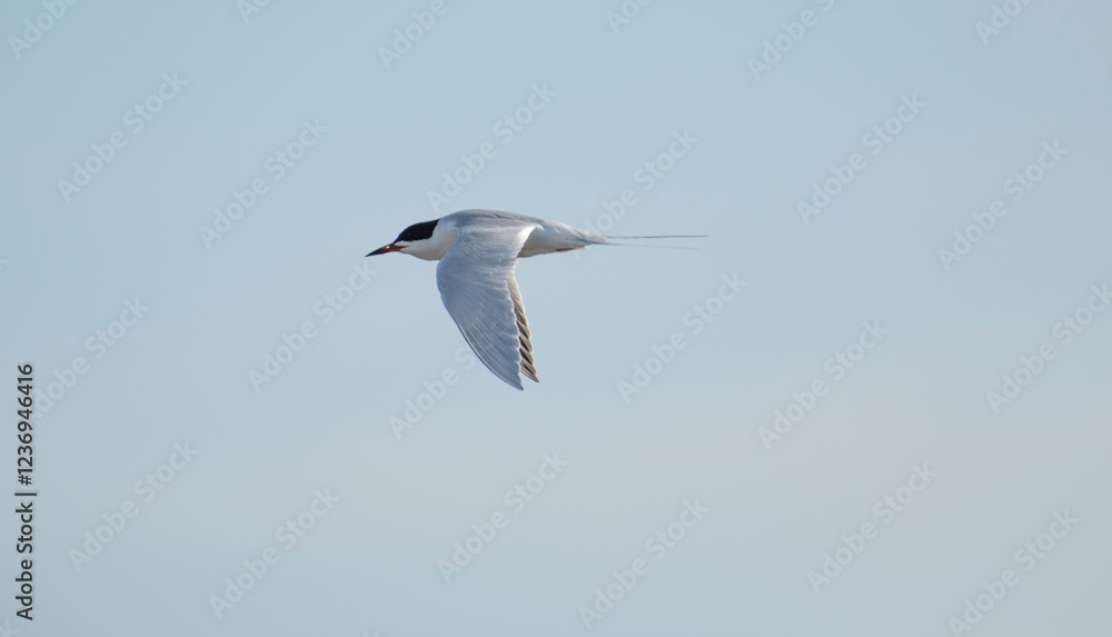 Forster's Tern Forster's Tern