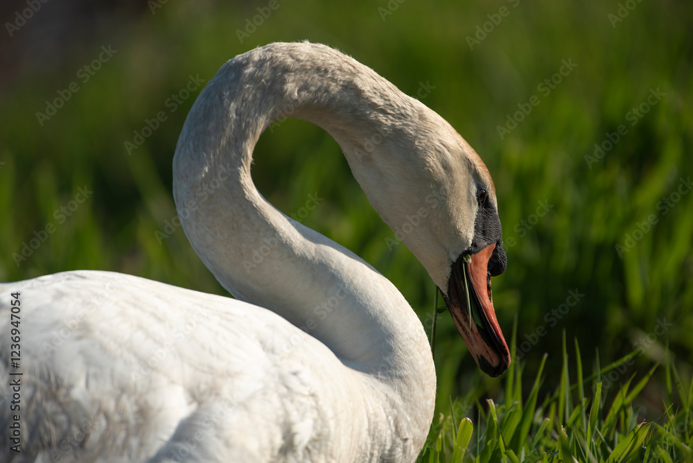 Fototapeta premium Mute Swan