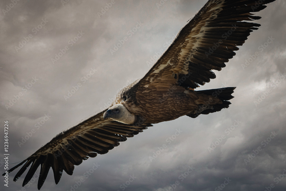 Obraz premium Buitre leonado