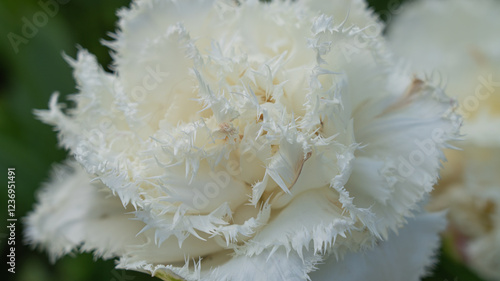 White tulip with exclusive shape