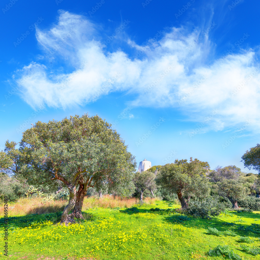 Astonishing view on blooming olive garden at Cape Milazzo during daytime.