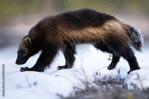 Wolverine walking on snow with forest background photo