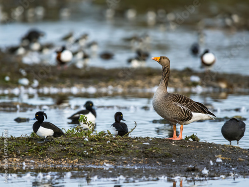 Greylag Goose, Anser anser, bird on winter marshes photo