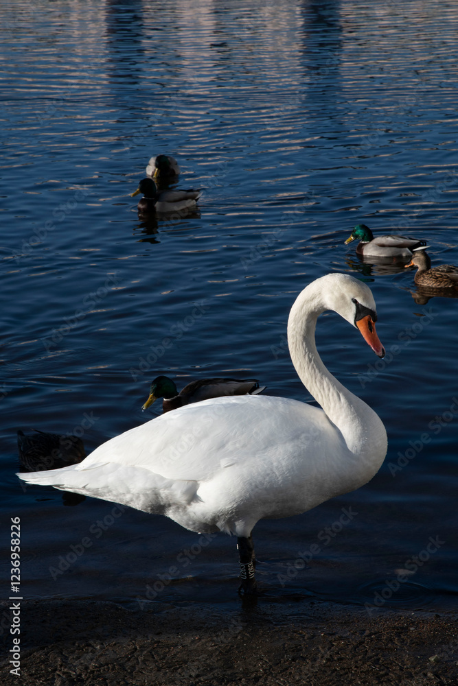 Naklejka premium swans on the lake