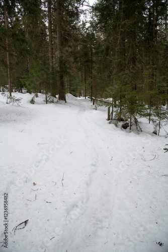 Photography winter in the forest