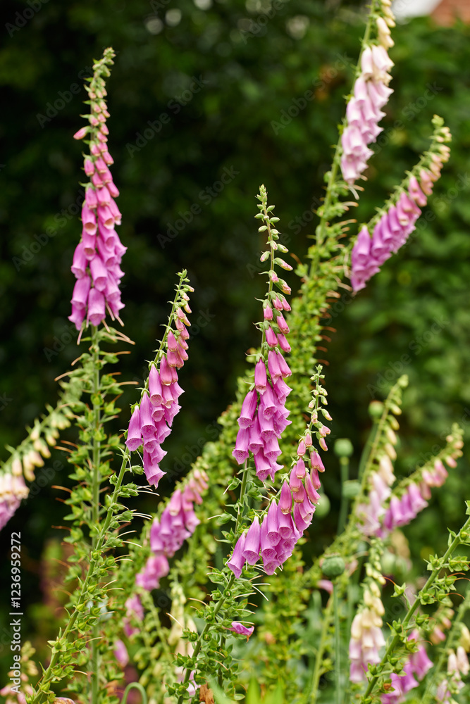Obraz premium Nature, growth and flowers with foxglove for gardening, alternative medicine and sustainable environment. Spring season, digitalis and blossom with plant buds for habitat, ecosystem and biodiversity