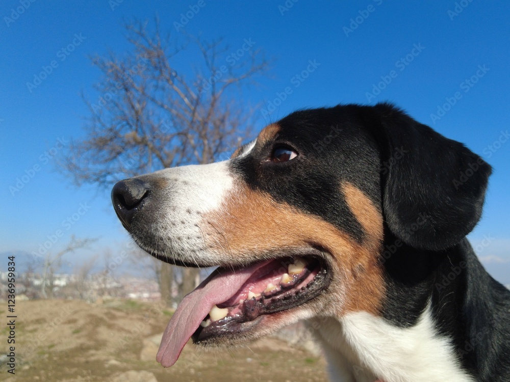 Entlebucher Mountain Dog breed high in the mountains against the blue sky. Entlebucher Mountain Dog breed high in the mountains against the blue sky.