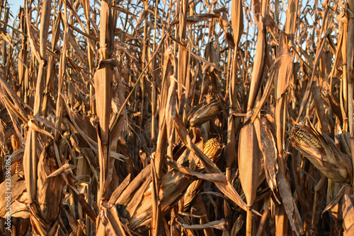Rows of dry corn on an autumn field. Blue sky background. Corn field in late autumn. 