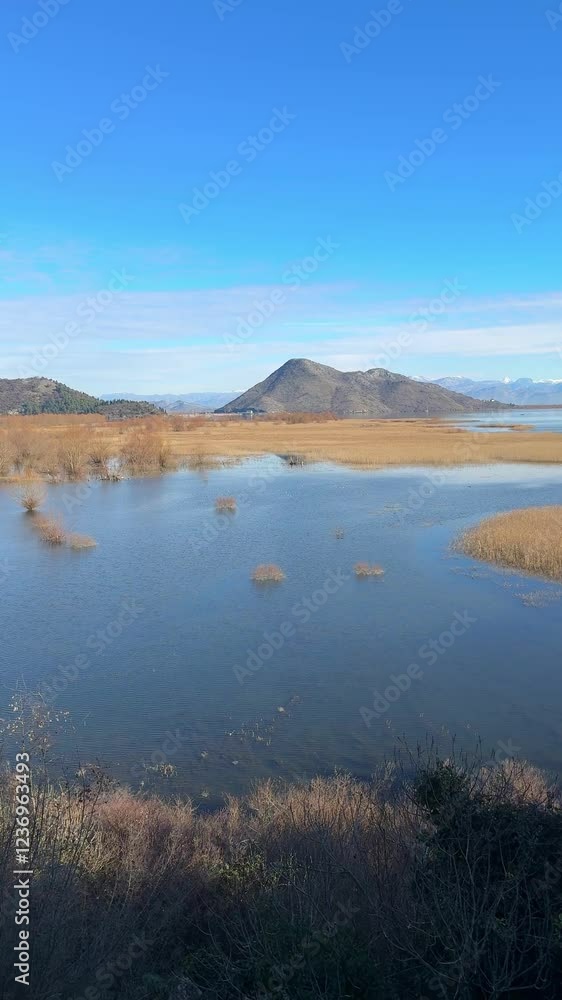 View of Skadar Lake with reeds on mountains background in winter, Montenegro View of Skadar Lake with reeds on mountains background in winter, Montenegro