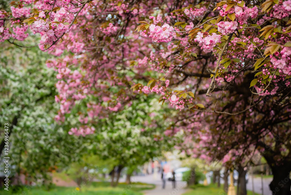 Naklejka premium Sakura flowers blooming, spring seasonal Easter background