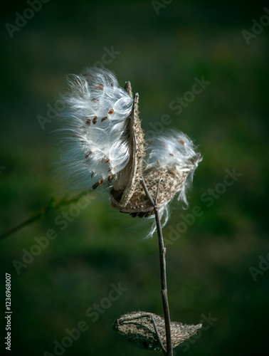 Seeds In The Wind, 2008. An open Milkweed pod with it's seeds in the process of being carried off by the Autumn afternoon wind by their brilliant white silky filaments or 
