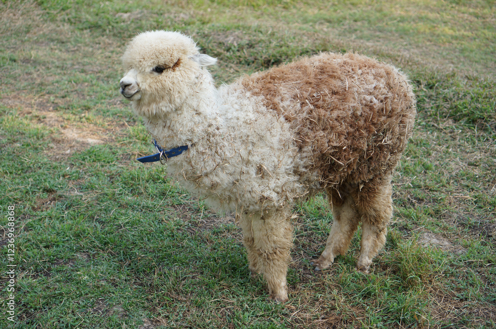 Fototapeta premium Fluffy Young Alpaca Stands in Green Grass With a Playful Expression in the Sunny Field