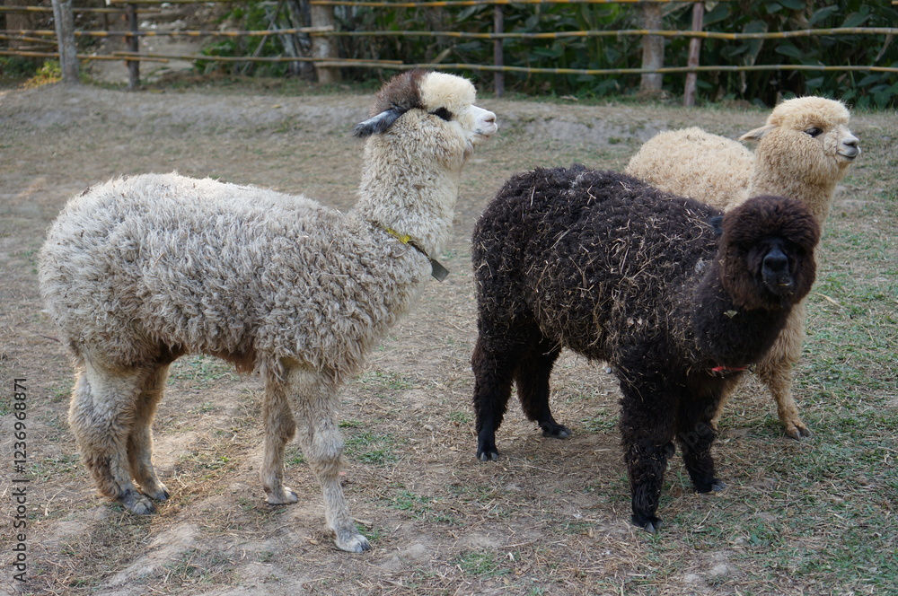 Naklejka premium Fluffy Young Alpacas Stand in Dry Grass With a Playful Expression in the Sunny Field