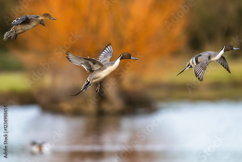 Εκτύπωση καμβά Northern Pintail, Anas acuta, male in flight over winter marshes