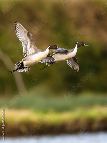 Northern Pintail, Anas acuta, male in flight over winter marshes
