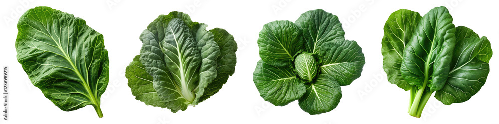 Collard green isolated on transparent background, PNG, Set of Collard green isolated on transparent background, PNG, Set of