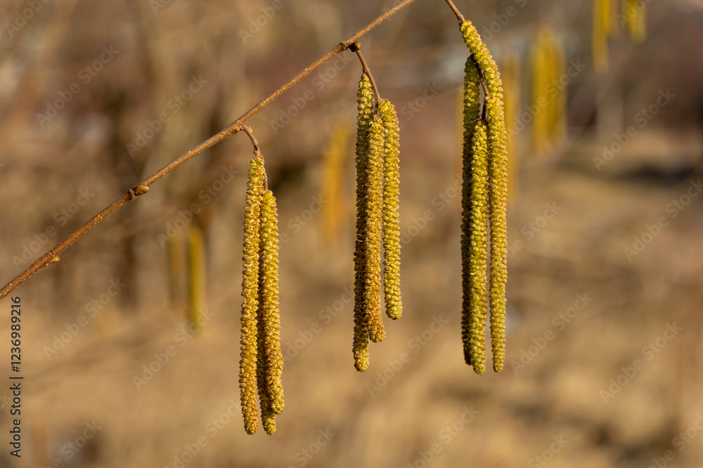 Yellow catkins hang gracefully from a branch in early spring sunlight Yellow catkins hang gracefully from a branch in early spring sunlight