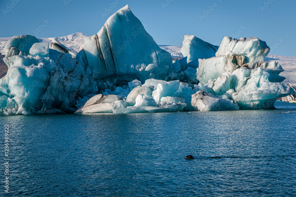 Seal swimming in Jokulsarlon glacial lake with loose iceberg segments on the island of Iceland