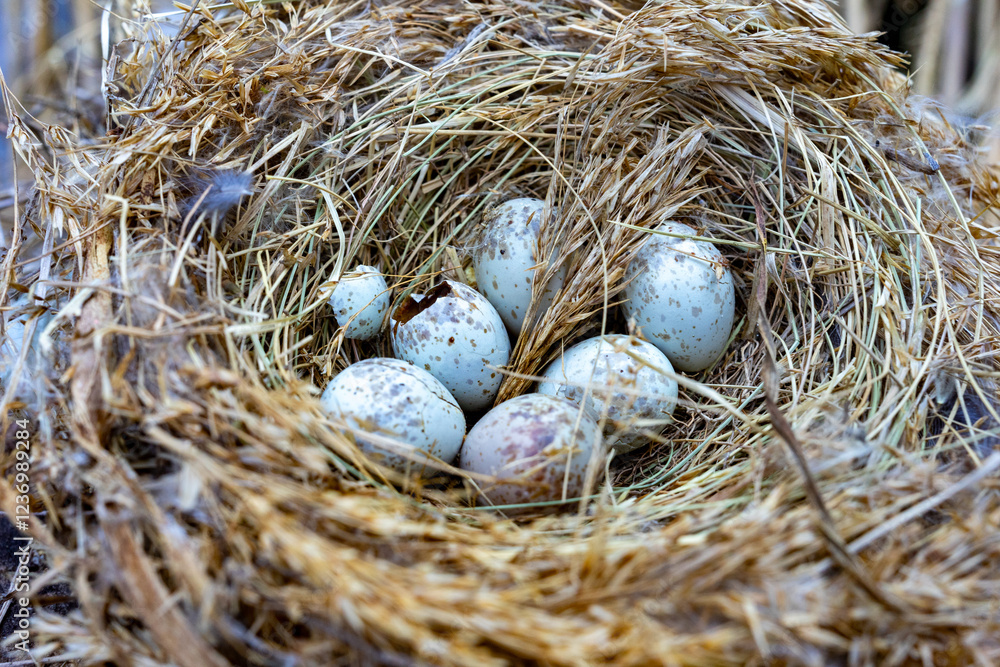 Obraz premium Freshly laid eggs nestled in a natural bird nest in the wild