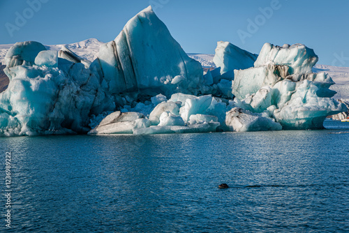 Obraz na płótnie Seal swimming in Jokulsarlon glacial lake with loose iceberg segments on the island of Iceland w salonie