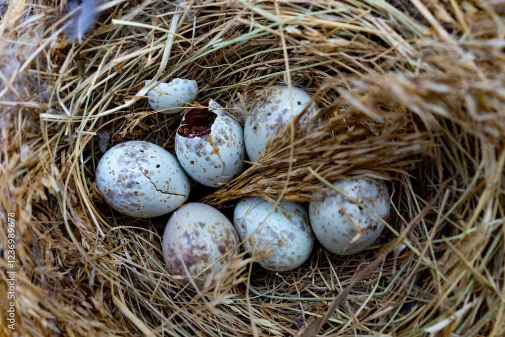 Nest with unhatched bird eggs nestled in natural straw in early spring Nest with unhatched bird eggs nestled in natural straw in early spring