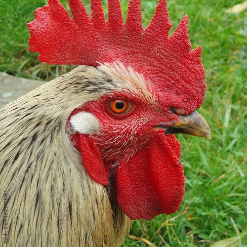 Head of a rooster with prominent red markings - a comb, wattles and ear lobes. photo