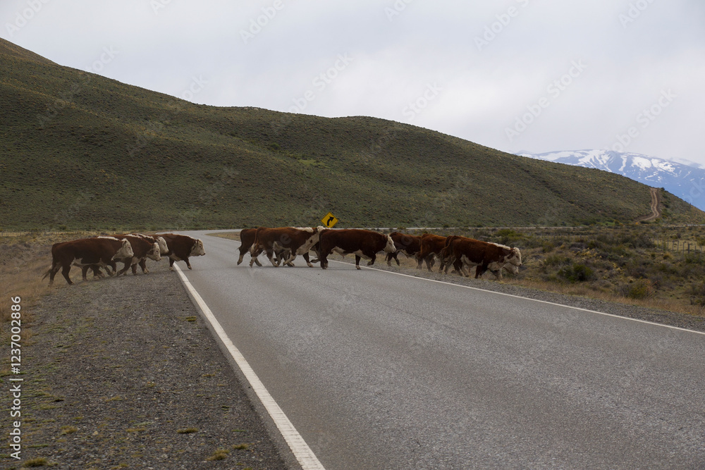 Obraz premium cows in the mountains