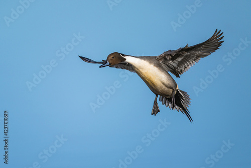 Northern Pintail, Anas acuta, male in flight over winter marshes