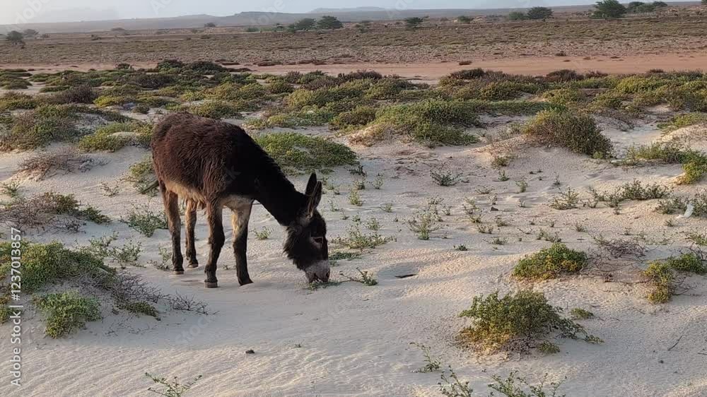 A Wild Donkey Walking on the Beach and Eating Grass in Boa Vista, Cabo Verde, Africa. A Wild Donkey Walking in the Dunes. A Wild Donkey Walking on the Beach and Eating Grass in Boa Vista, Cabo Verde, Africa. A Wild Donkey Walking in the Dunes.