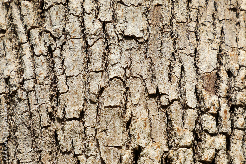 Fascinating, attractive and magical tree bark background. Tree bark structure and texture close-up. Fascinating, attractive and magical tree bark background. Tree bark structure and texture close-up.