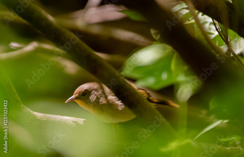 Common Yellowthroat photo