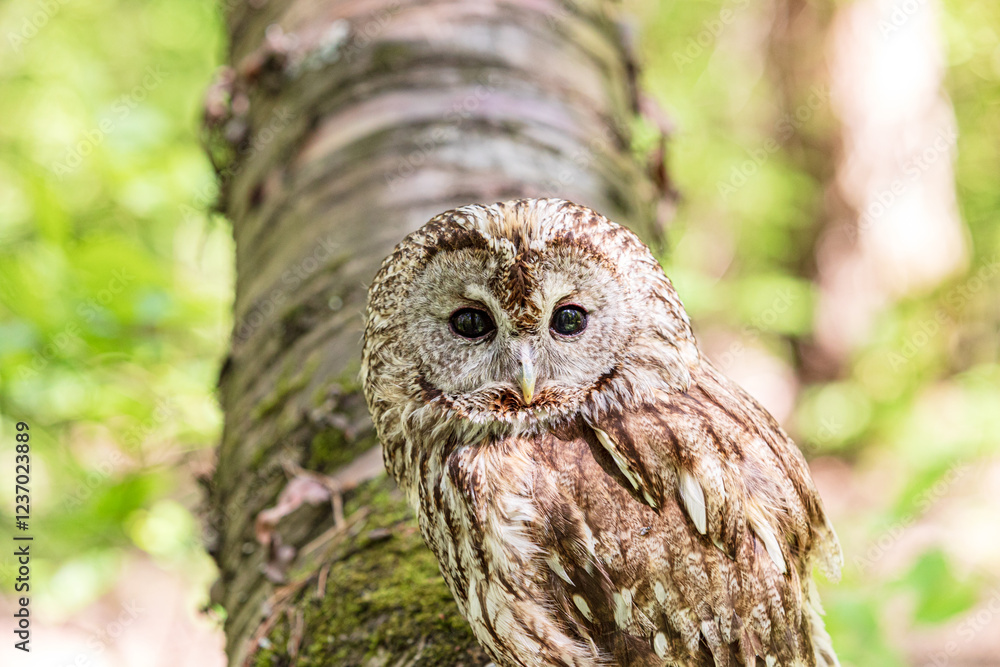 Tawny owl resting on fallen tree trunk Tawny owl resting on fallen tree trunk
