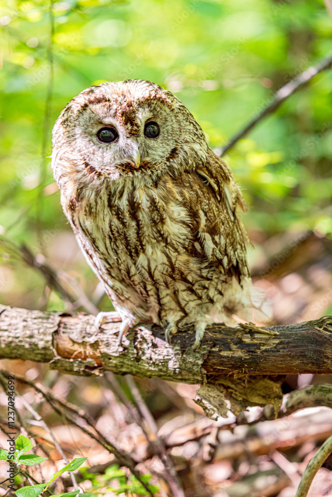 Tawny owl resting on fallen tree trunk Tawny owl resting on fallen tree trunk