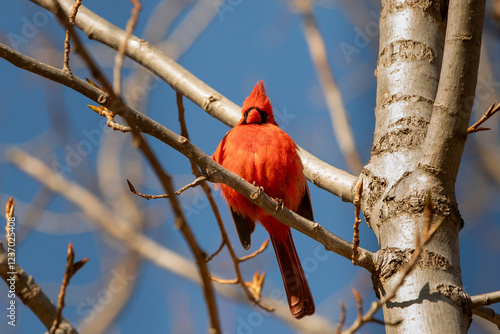 Photography A male northern cardinal (Cardinalis cardinalis), also known as a common or red cardinal, perches in a tree